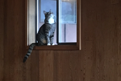 Ansel on the window sill