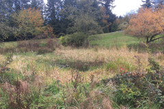 Our pond and the willow