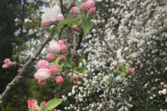 apple-in-bloom-05