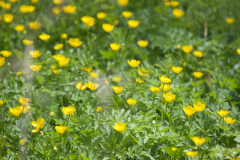 buttercups-01