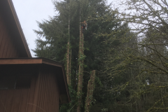 cedar-removal-34